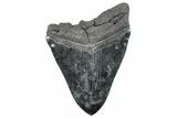 Serrated, Fossil Megalodon Tooth - Massive SC Meg! #289374-2